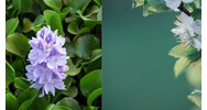 Dàn ý Phân tích khổ 4, 5 bài thơ Mùa xuân nho nhỏ hay nhất