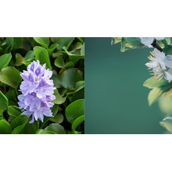 Dàn ý Phân tích khổ 4, 5 bài thơ Mùa xuân nho nhỏ hay nhất