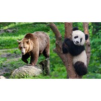 Dàn ý Tả con gấu trong vườn bách thú hay nhất
