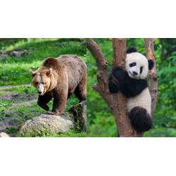 Dàn ý Tả con gấu trong vườn bách thú hay nhất