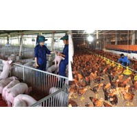 Chỉ đạo phòng chống dịch bệnh gia súc gia cầm trong tháng 6 2024?