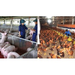 Chỉ đạo phòng chống dịch bệnh gia súc gia cầm trong tháng 6 2024?