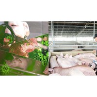 Những loại bệnh động vật trên cạn nào phải công bố dịch theo quy định?
