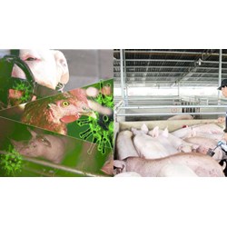 Những loại bệnh động vật trên cạn nào phải công bố dịch theo quy định?