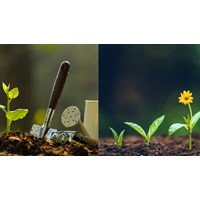 Dàn ý Tả một cây non mới trồng hay nhất - Tập làm văn lớp 5
