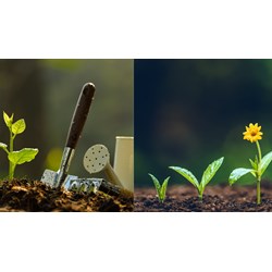 Dàn ý Tả một cây non mới trồng hay nhất - Tập làm văn lớp 5