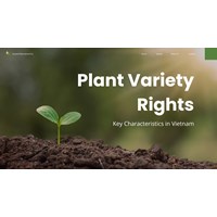 Plant Variety Rights in Vietnam: Key Characteristics
