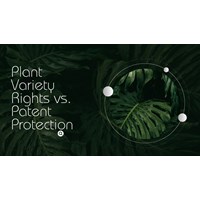 Vietnam: Plant Variety Rights vs. Patent Protection