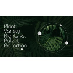 Vietnam: Plant Variety Rights vs. Patent Protection