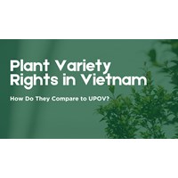 Plant Variety Rights in Vietnam: How Do They Compare to UPOV?