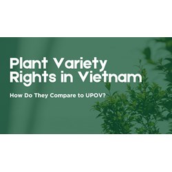 Plant Variety Rights in Vietnam: How Do They Compare to UPOV?