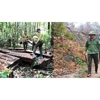 Những công việc của Lực lượng chuyên trách bảo vệ rừng