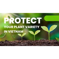 Protecting Your Plant Variety in Vietnam: How to Apply