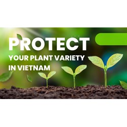 Protecting Your Plant Variety in Vietnam: How to Apply