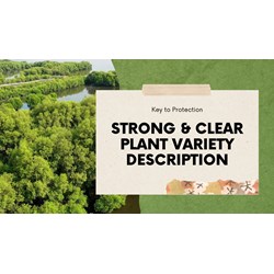 Strong & Clear Plant Variety Description: Key to Protection