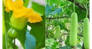 Dàn ý Tả giàn bầu, bí chi tiết, siêu hay - Tập làm văn lớp 5