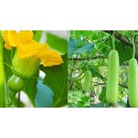 Dàn ý Tả giàn bầu, bí chi tiết, siêu hay - Tập làm văn lớp 5
