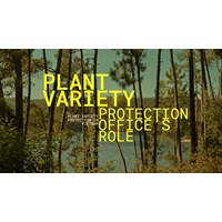 Plant Variety Protection in Vietnam: The PVPO's Role