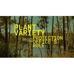 Plant Variety Protection in Vietnam: The PVPO's Role