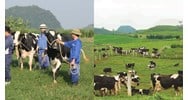 Quy định về đất chăn nuôi tập trung theo Luật Đất đai 2024 ra sao?
