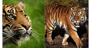 Phân tích tâm trạng của con hổ trong bài thơ Nhớ rừng hay nhất