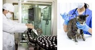 Tổ chức có được khảo nghiệm thuốc thú y khi không có Giấy phép khảo nghiệm không?