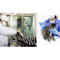 Tổ chức có được khảo nghiệm thuốc thú y khi không có Giấy phép khảo nghiệm không?