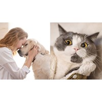 Dàn ý Thuyết minh về một giống vật nuôi siêu hay