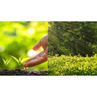 Dàn ý Thuyết minh về vai trò của cây cối trong bảo vệ môi trường sống
