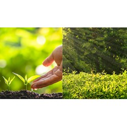 Dàn ý Thuyết minh về vai trò của cây cối trong bảo vệ môi trường sống