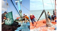 Tàu đánh bắt nguồn lợi thủy sản được kiêm thêm nghề phụ lưới kéo không?