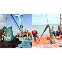Tàu đánh bắt nguồn lợi thủy sản được kiêm thêm nghề phụ lưới kéo không?