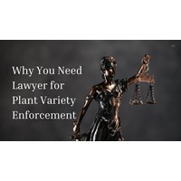 Why You Need a Lawyer for Plant Variety Enforcement