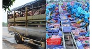 Mục tiêu nâng cao hiệu quả vệ sinh dịch tễ và kiểm dịch động, thực vật