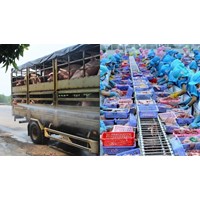 Mục tiêu nâng cao hiệu quả vệ sinh dịch tễ và kiểm dịch động, thực vật