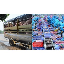 Mục tiêu nâng cao hiệu quả vệ sinh dịch tễ và kiểm dịch động, thực vật