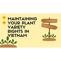 Maintaining Your Plant Variety Rights in Vietnam
