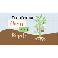 Transferring Plant Variety Rights in Vietnam: A Guide