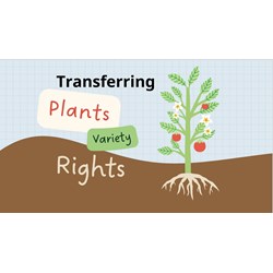Transferring Plant Variety Rights in Vietnam: A Guide