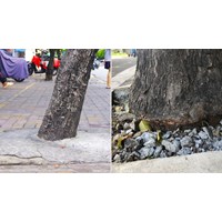 Mức phạt hành chính khi đổ bê tông vào gốc cây xanh trong đô thị