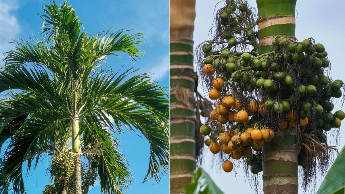 Dàn ý Thuyết minh về cây cau chi tiết, đạt điểm cao