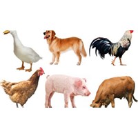 Quy định về thủ tục công nhận dòng, giống vật nuôi mới mới nhất?