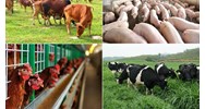 Quy định mới nhất về khảo nghiệm dòng, giống vật nuôi hiện nay?