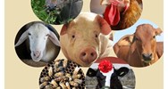 Các trường hợp kiểm định dòng, giống vật nuôi gồm trường hợp nào?