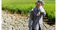 Nâng mức hỗ trợ sản xuất nông nghiệp khi thiên tai, dịch bệnh thực vật