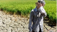 Nâng mức hỗ trợ sản xuất nông nghiệp khi thiên tai, dịch bệnh thực vật