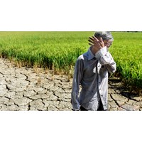 Nâng mức hỗ trợ sản xuất nông nghiệp khi thiên tai, dịch bệnh thực vật