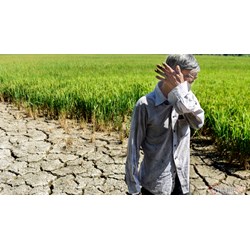Nâng mức hỗ trợ sản xuất nông nghiệp khi thiên tai, dịch bệnh thực vật
