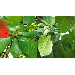 Dàn ý thuyết minh về cây bàng chi tiết hay nhất