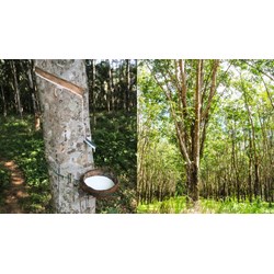 Thủ tục đăng ký nhãn hiệu cho sản phẩm cao su tại Việt Nam
